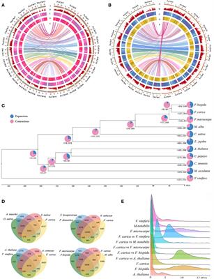 Advancing understanding of Ficus carica: a comprehensive genomic analysis reveals evolutionary patterns and metabolic pathway insights